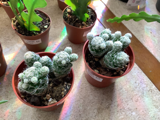 Thimble cactus