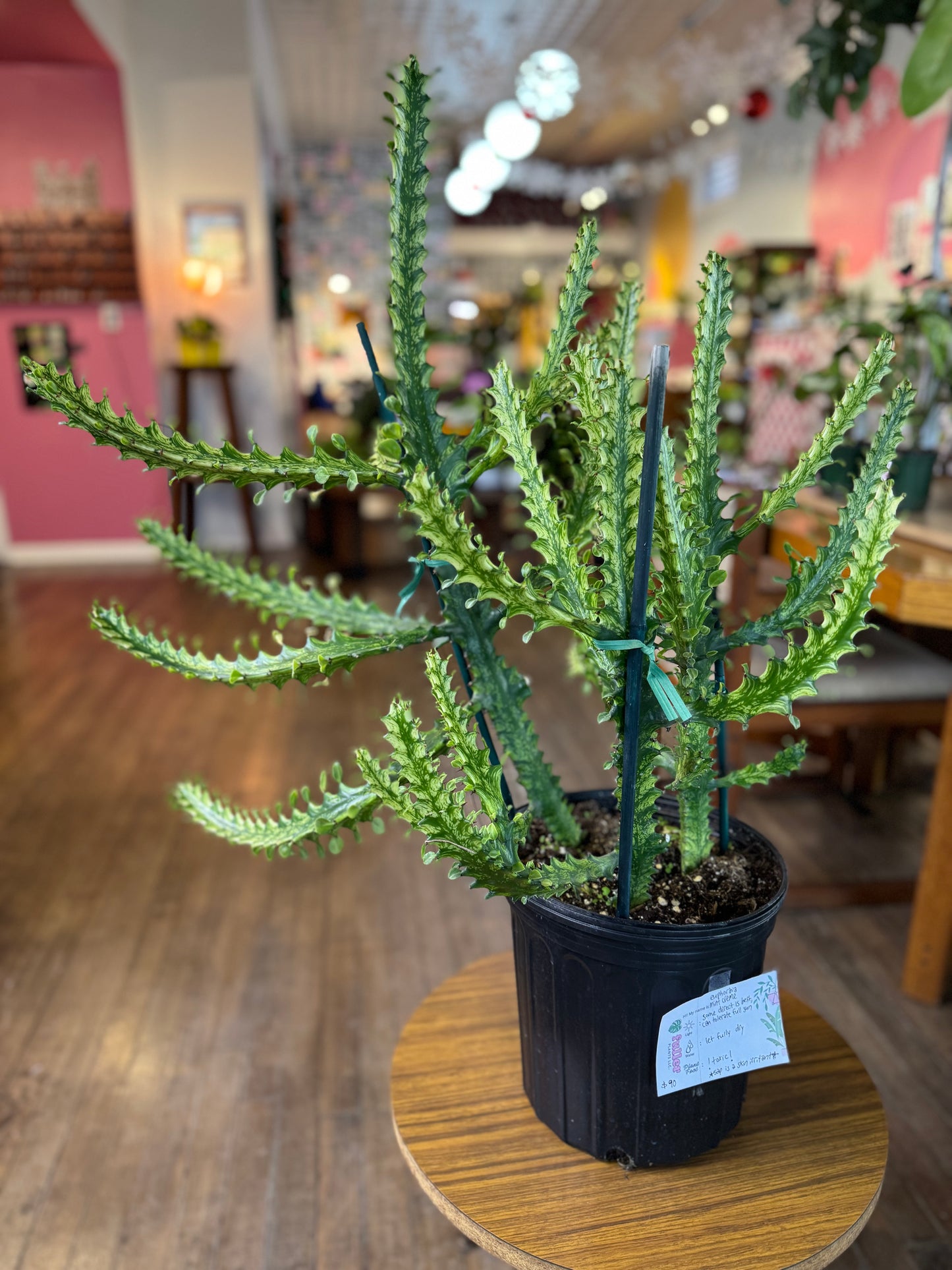 Euphorbia trigona variegated ‘mint creme’