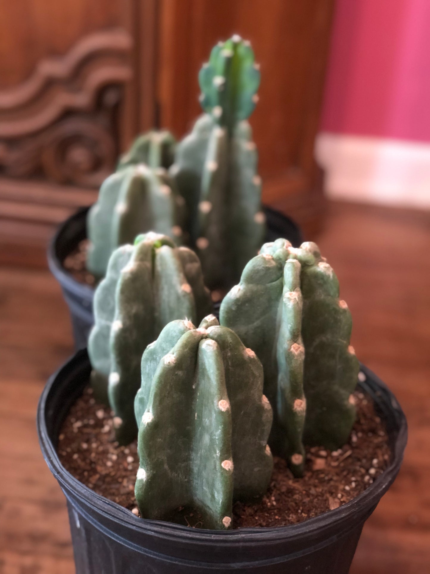 Cuddly cactus