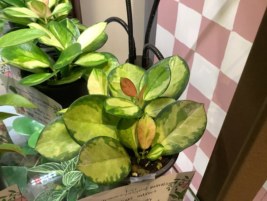 Variegated hoya australis