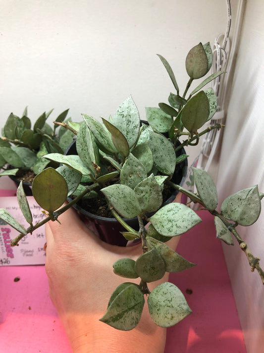 Hoya krohniana “arctic”