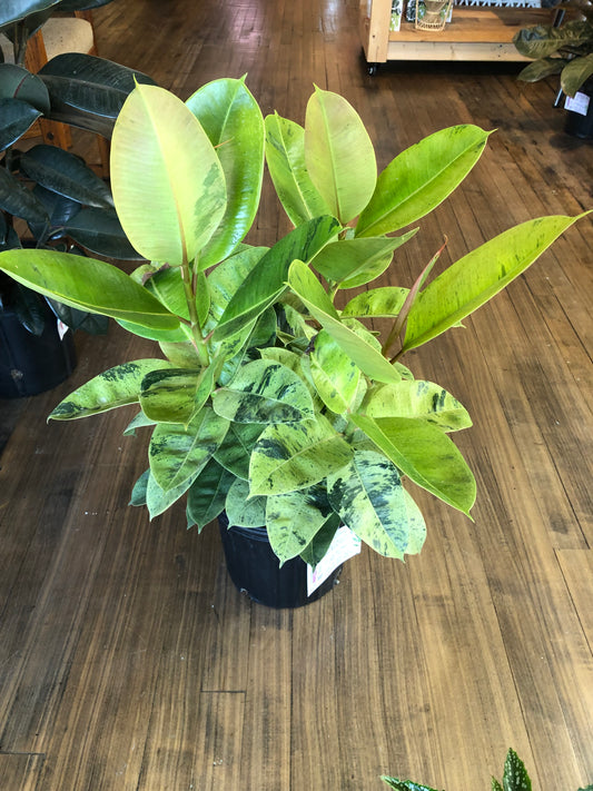 Ficus moonshine
