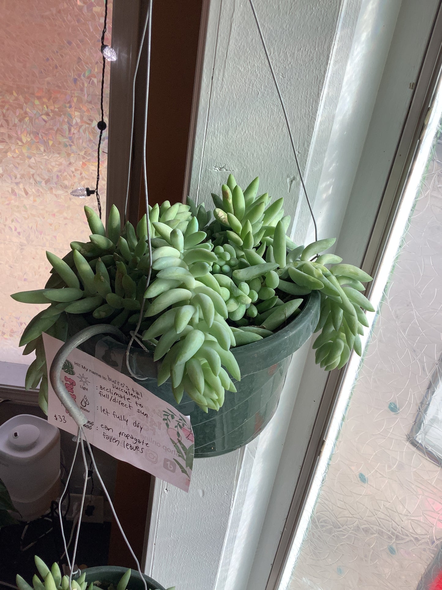 Burro’s tail succulent