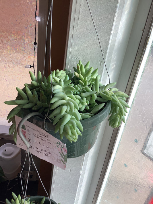 Burro’s tail succulent