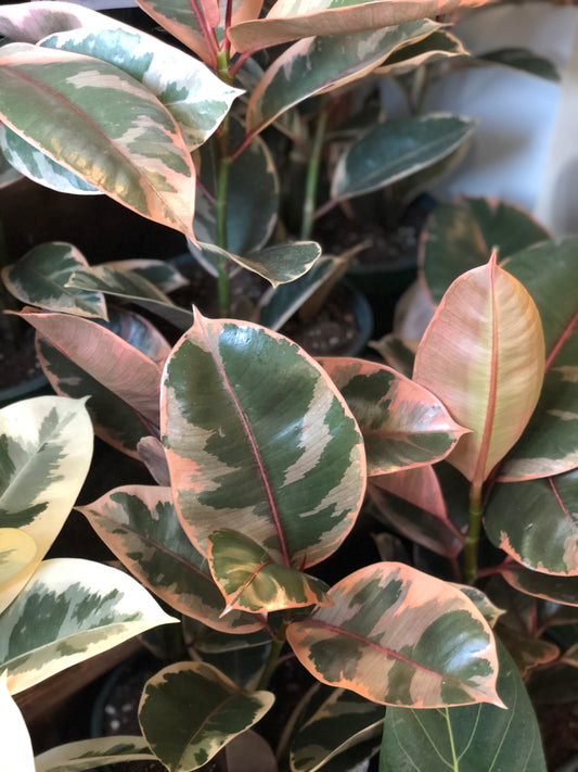 Ruby ficus Elastica