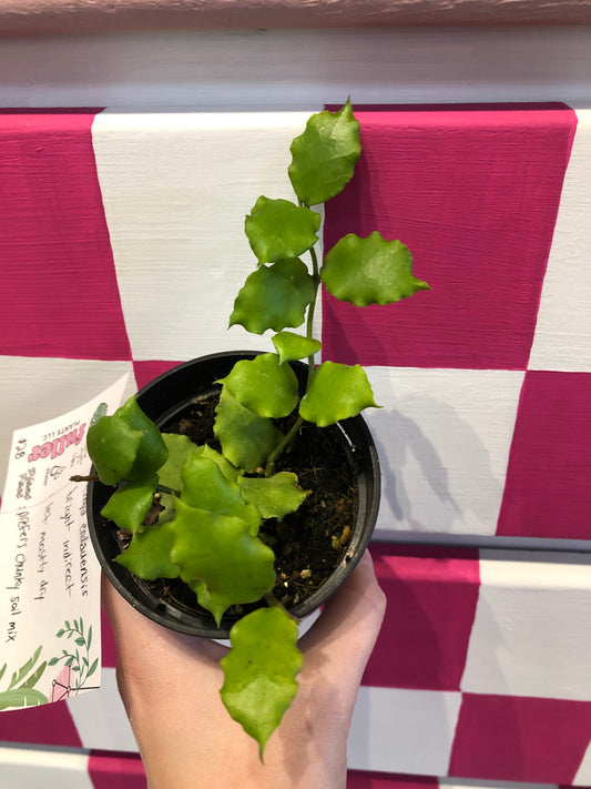 Hoya endauensis