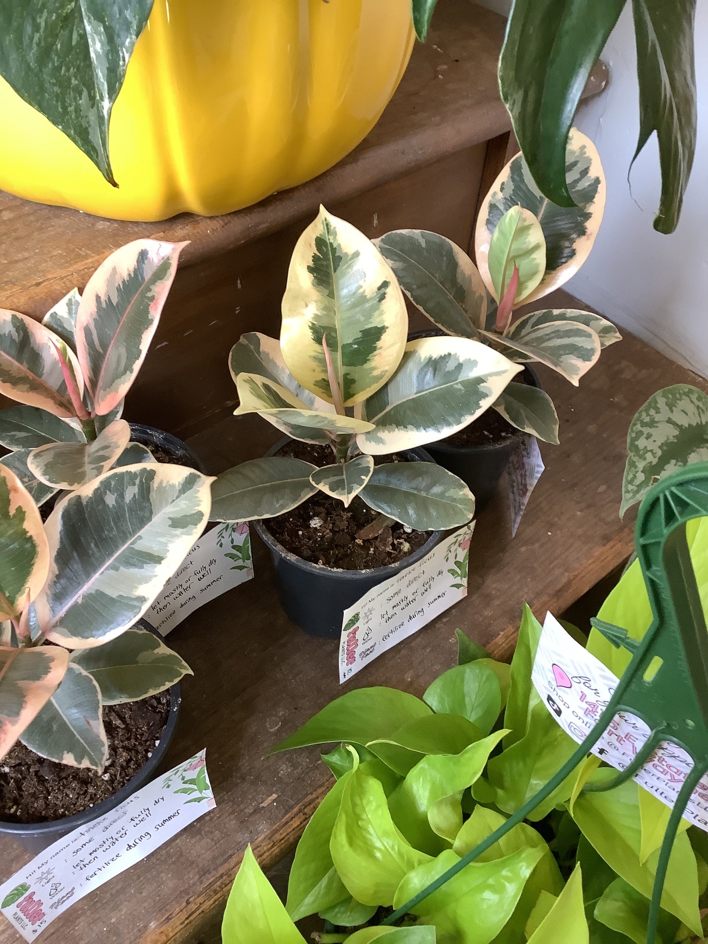 Tineke ficus Elastica