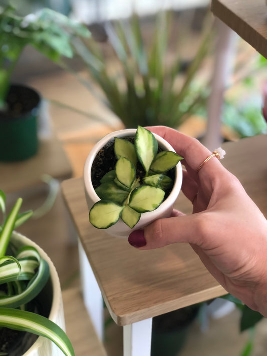 Potted Hoya heuschkeliana