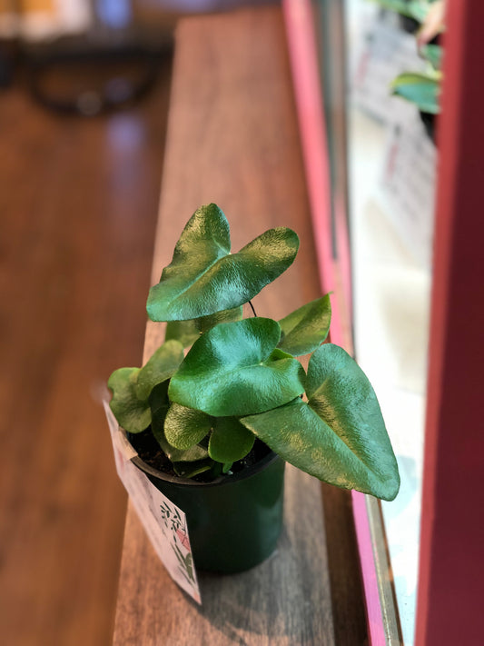 Heart fern