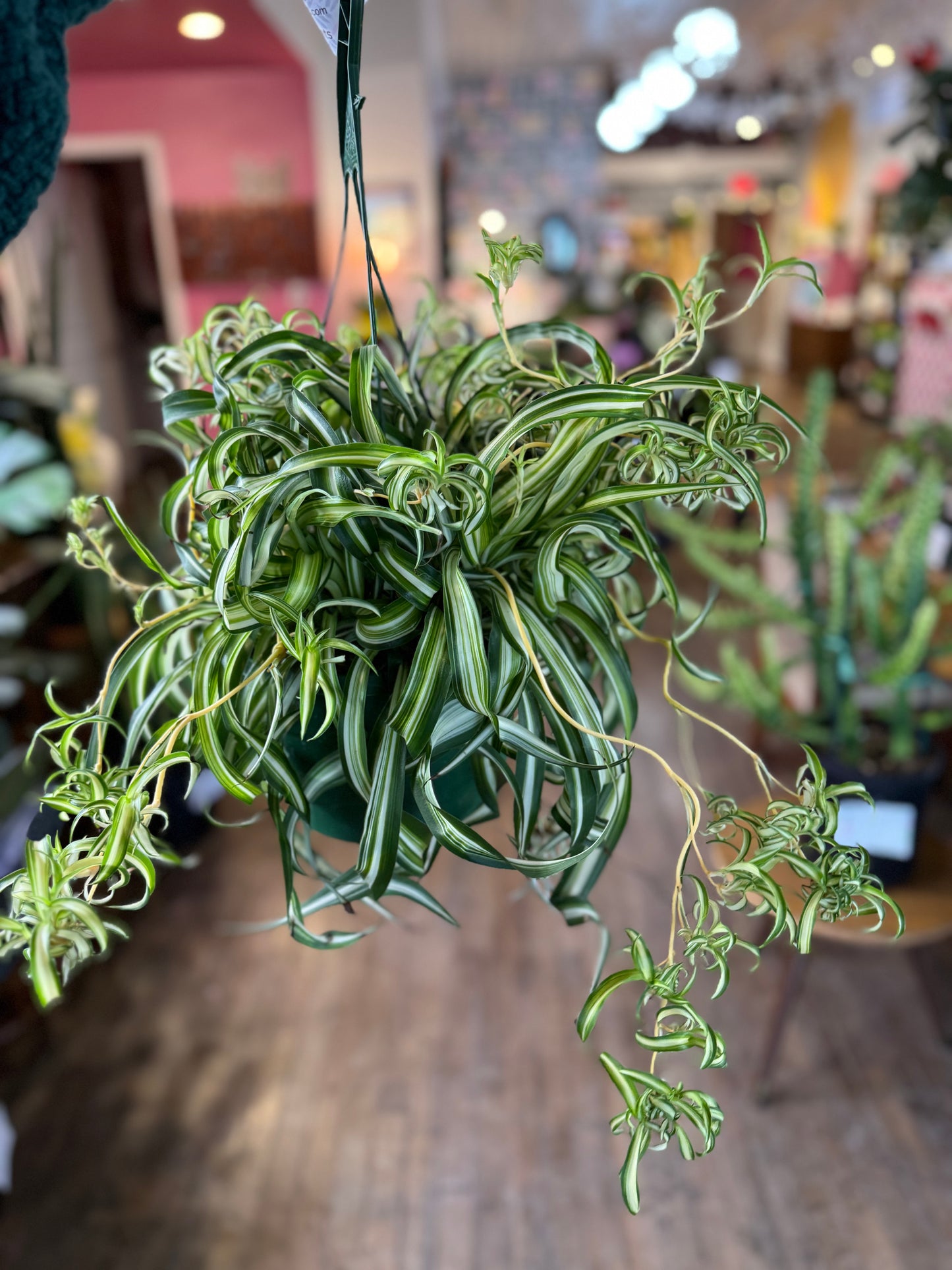 Curly variegated spider plant