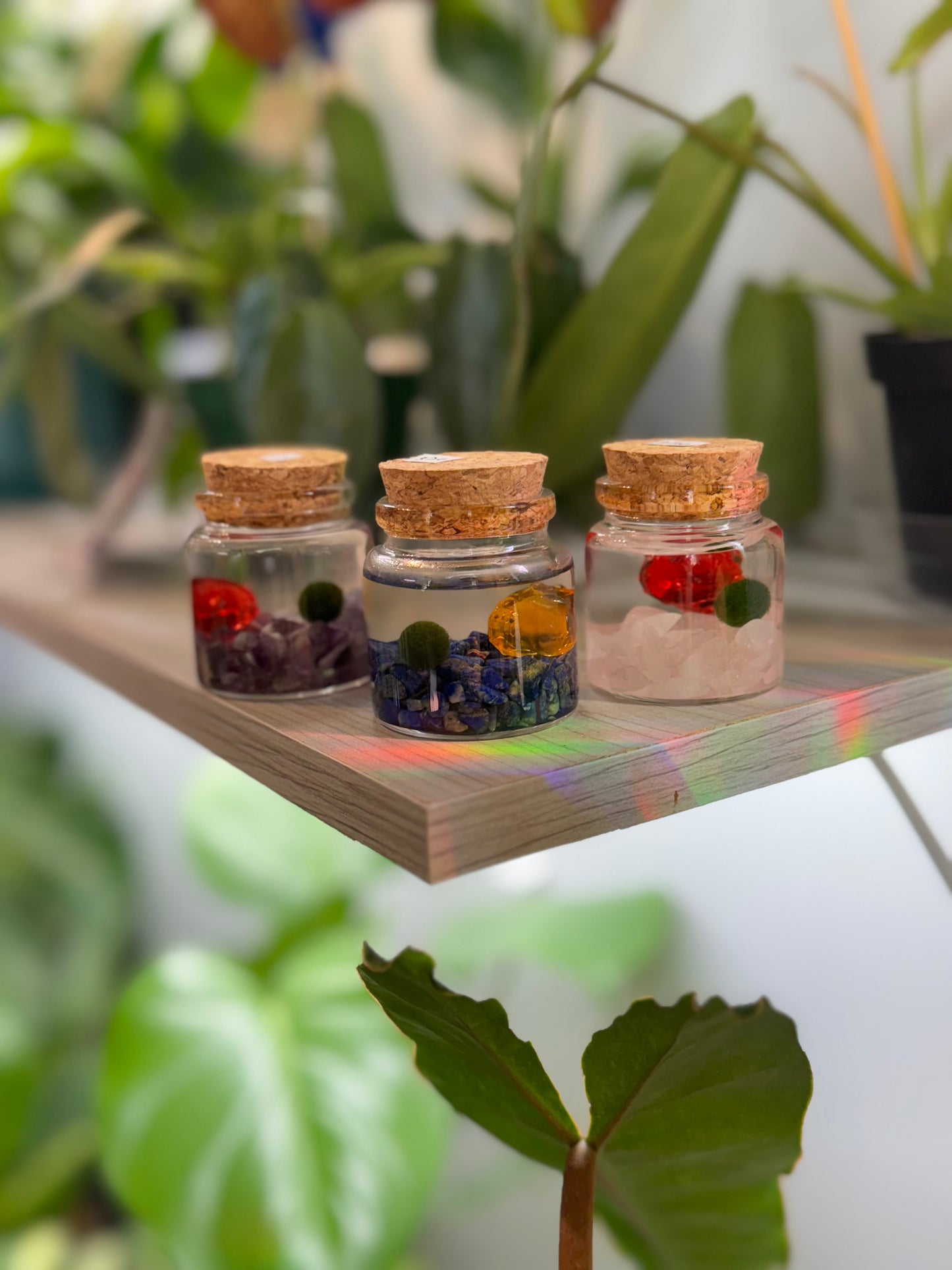 Moss ball ‘Rico’ (multiple options)