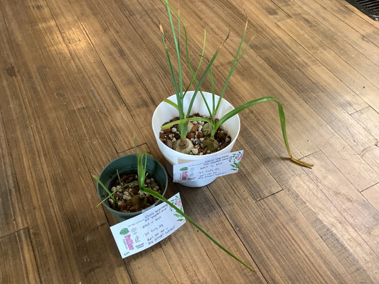 Albuca bracteata AKA “pregnant onion succulent”