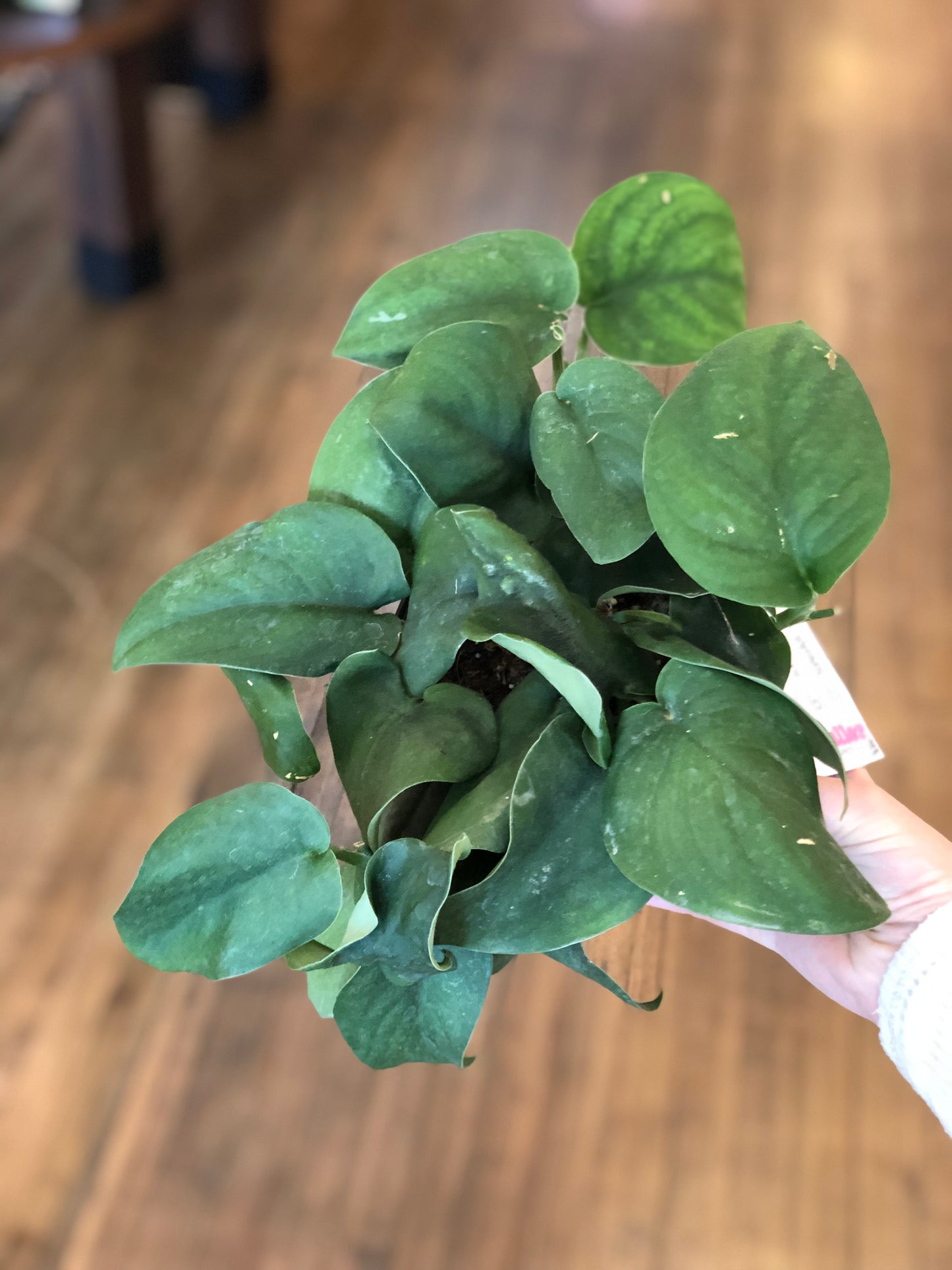 Scindapsus “jade satin”