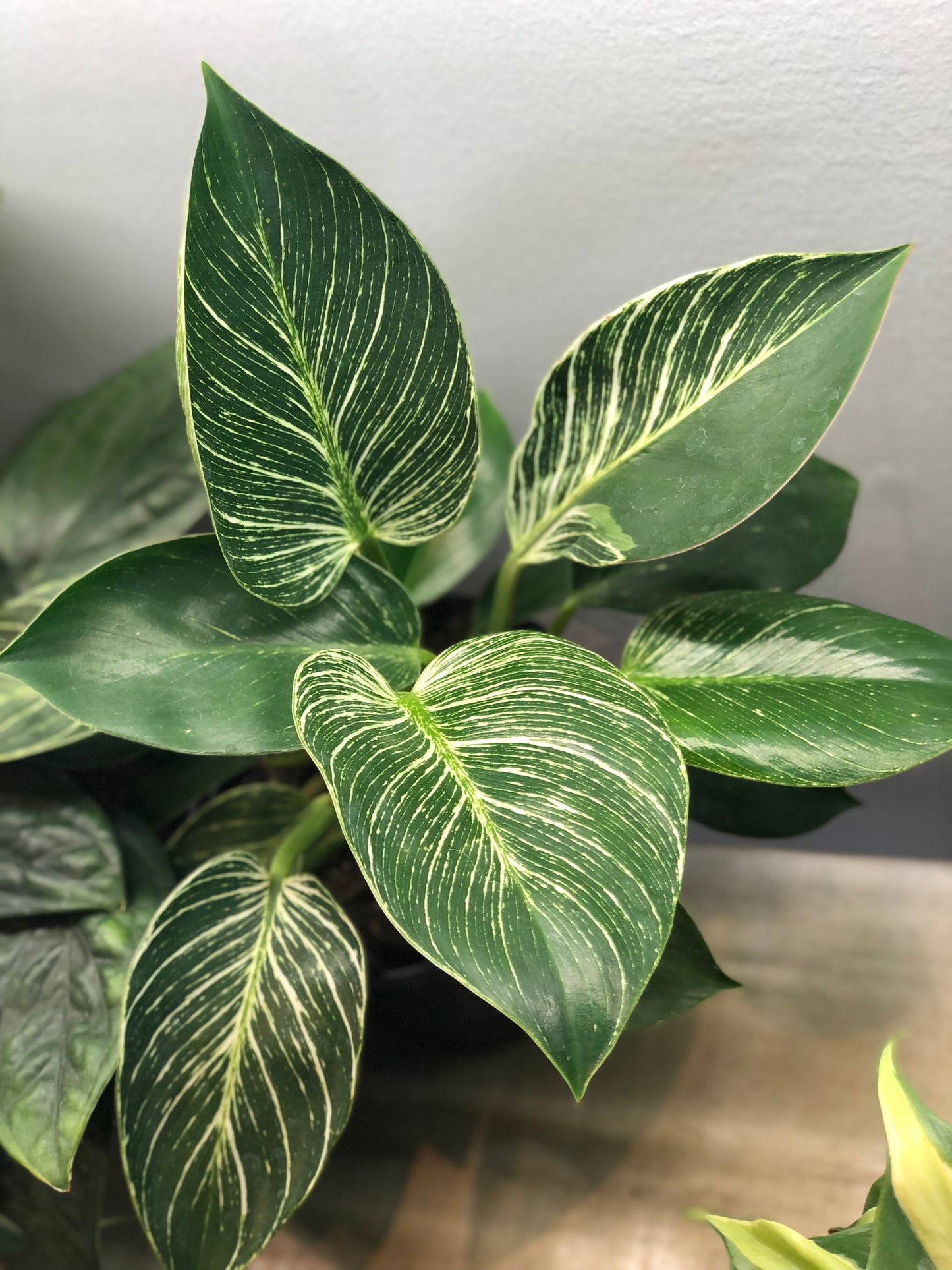 Philodendron birkin