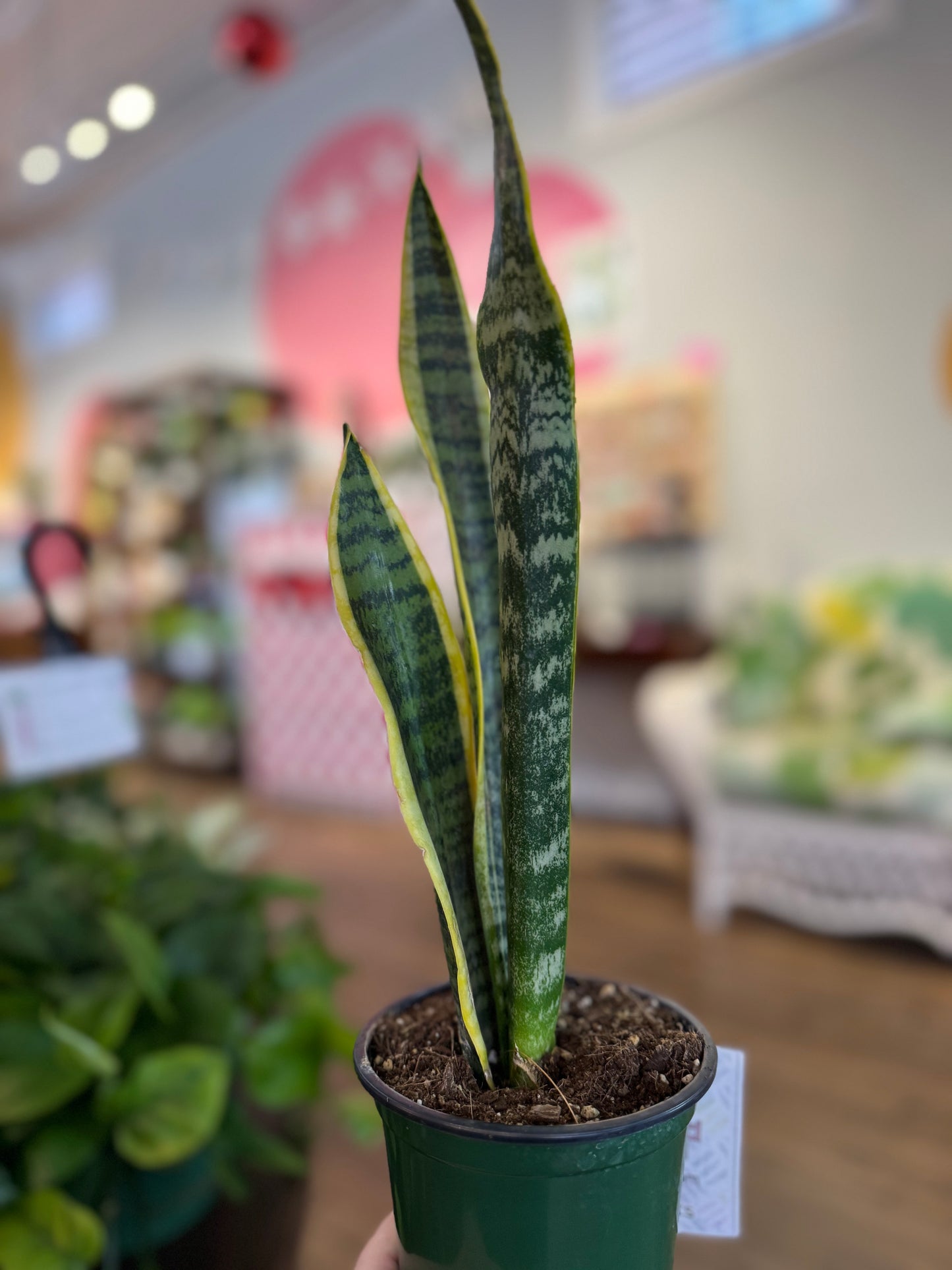 Laurentii snake plant