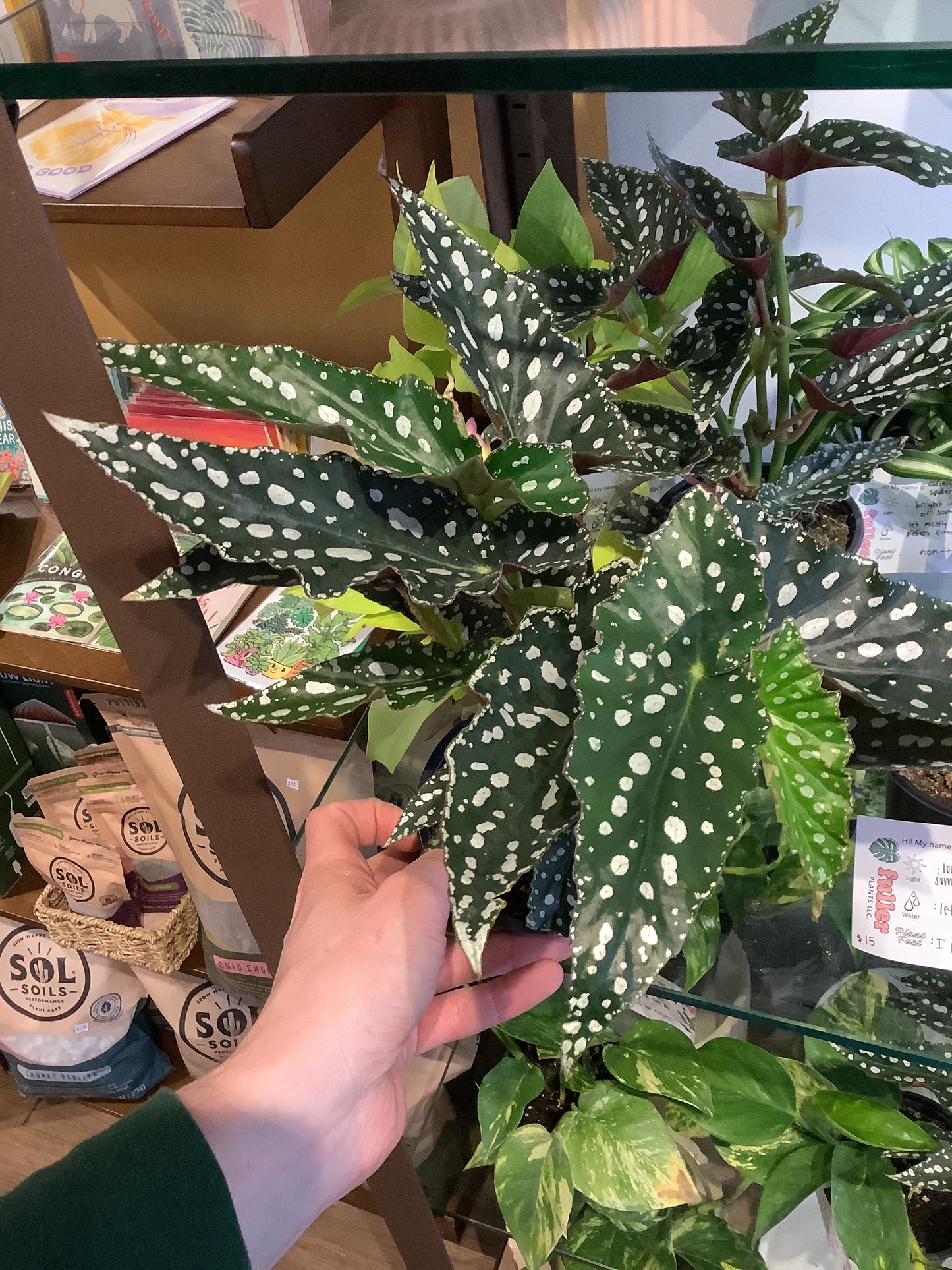 Polka dot begonia