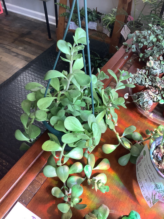 Trailing jade