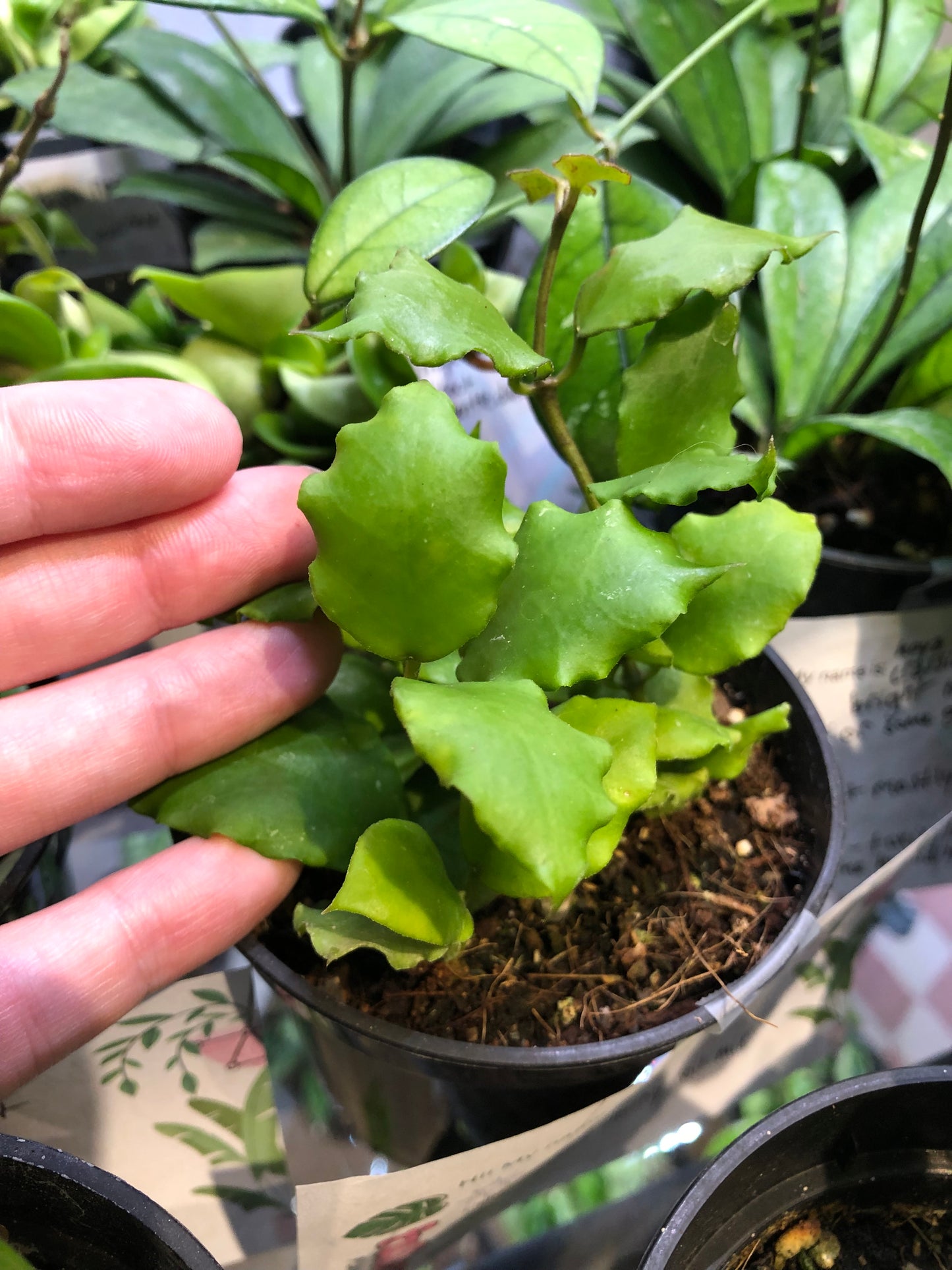 Hoya endauensis