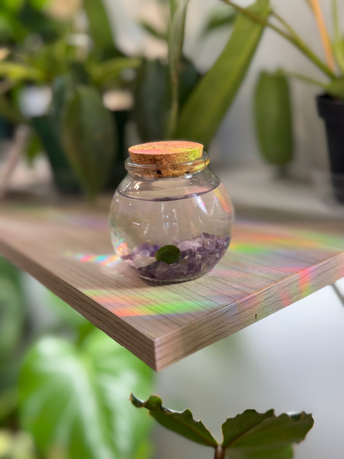 Moss ball ‘Rico’ (multiple options)