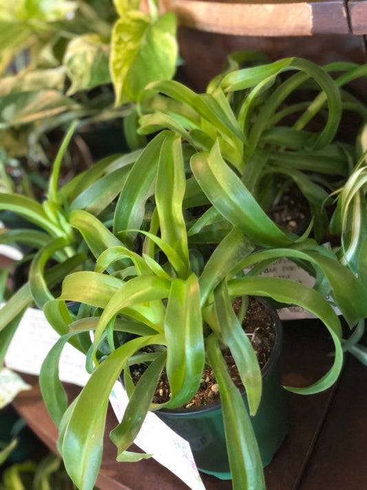 Green curly spider plant