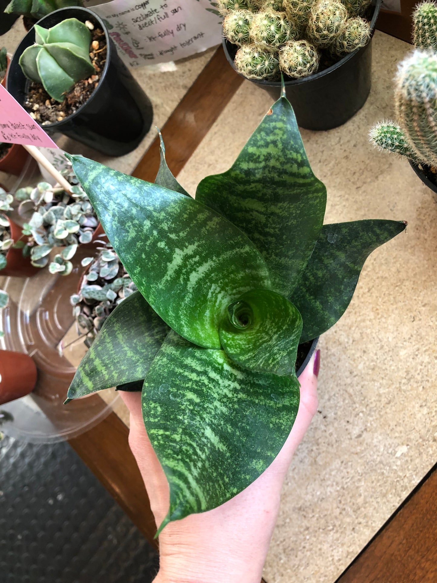 Star power snake plant