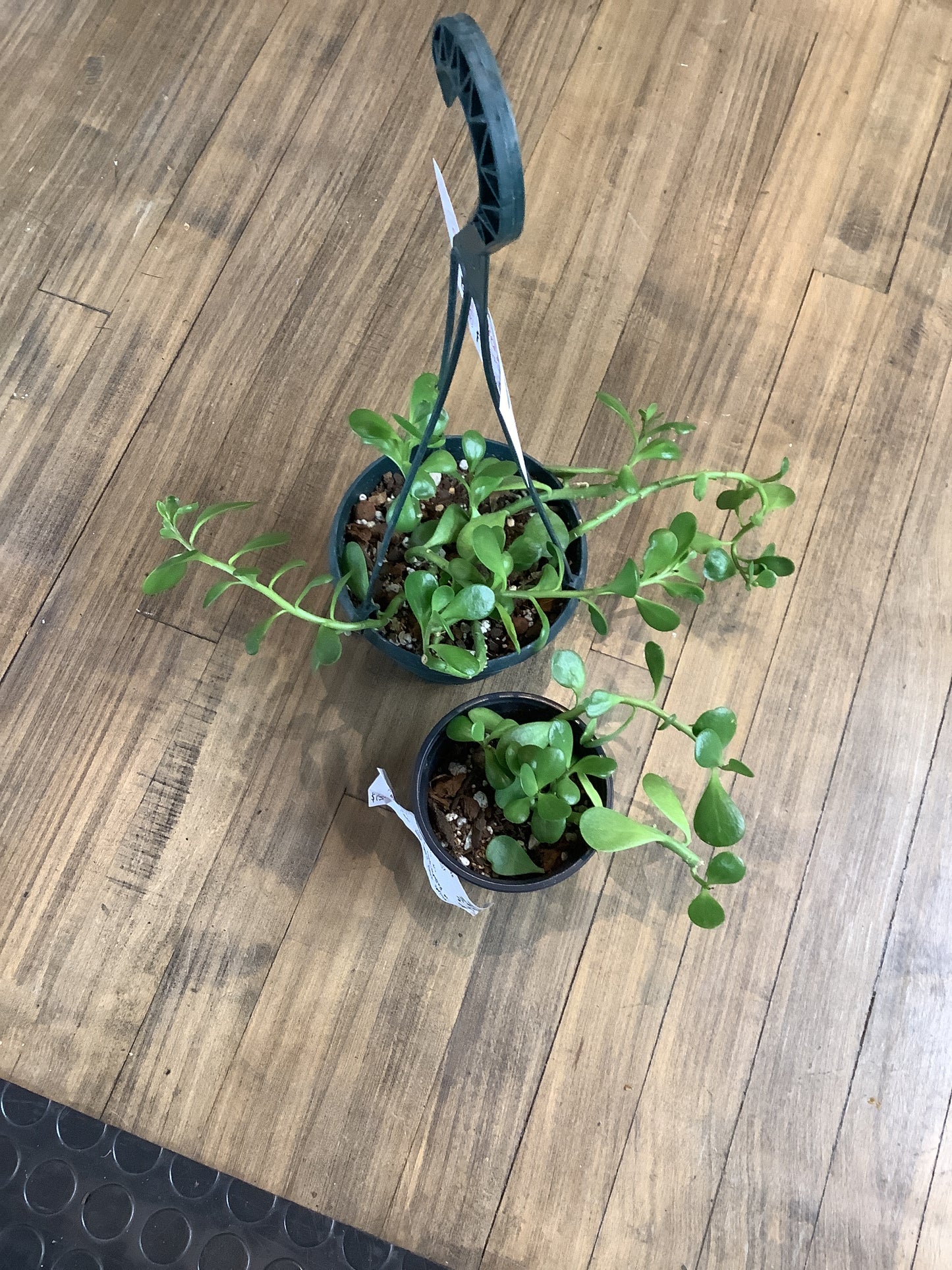 Trailing jade