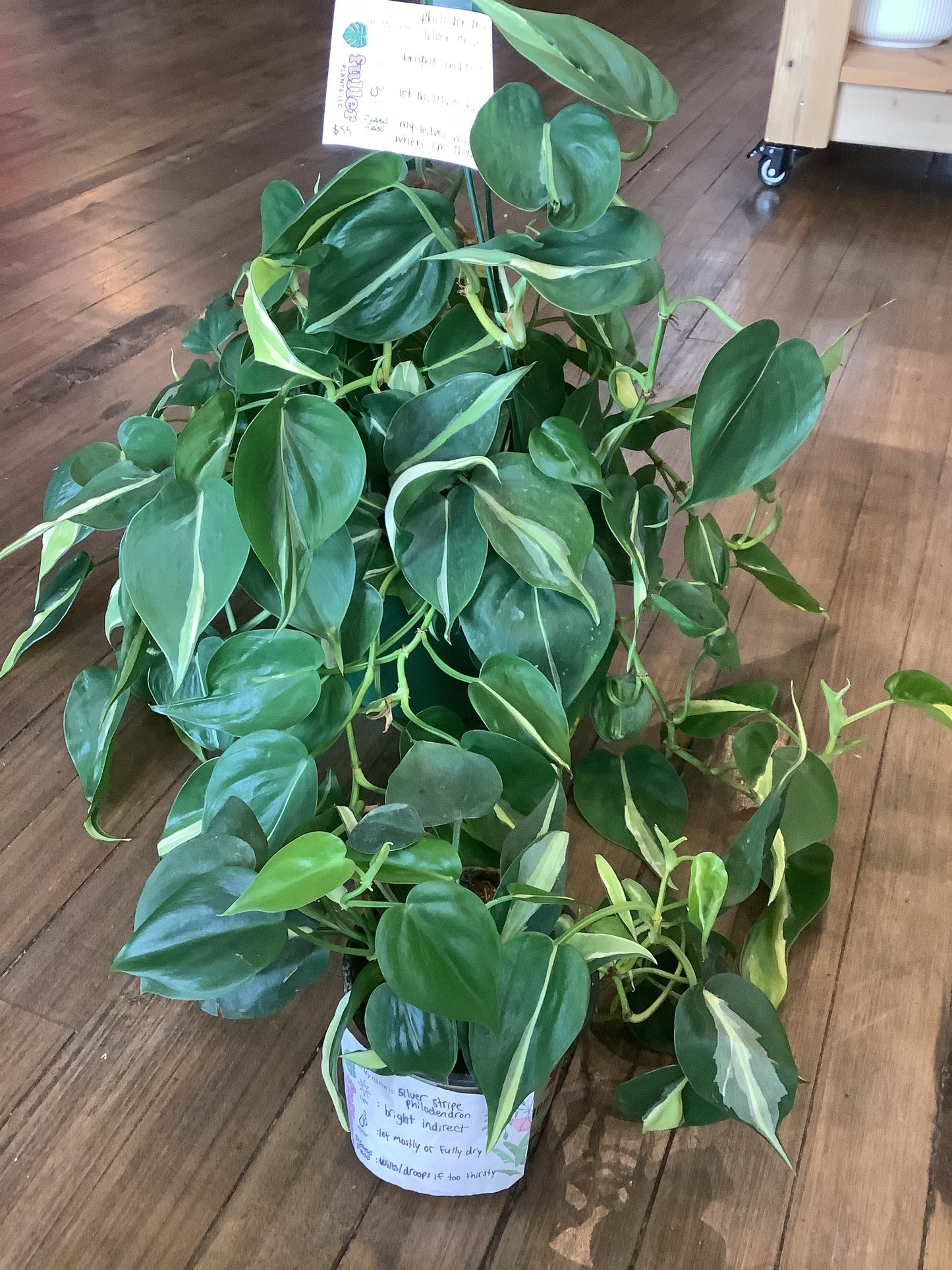 Silver stripe philodendron