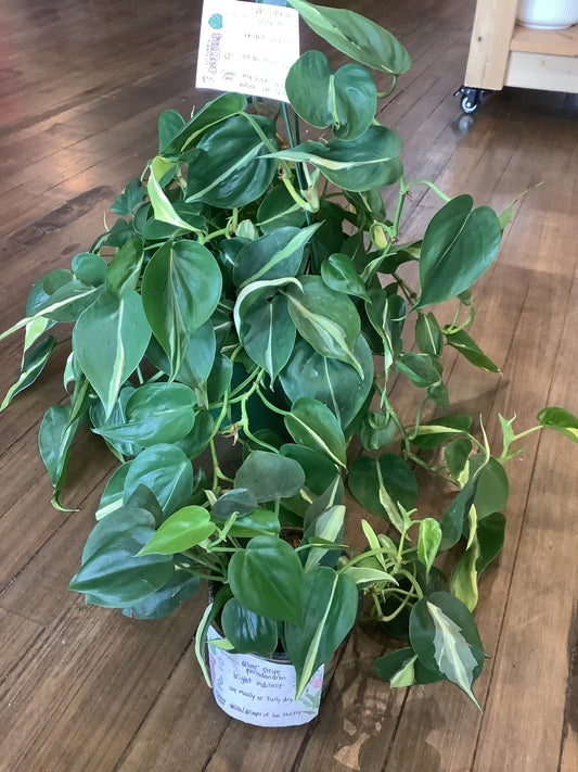 Silver stripe philodendron