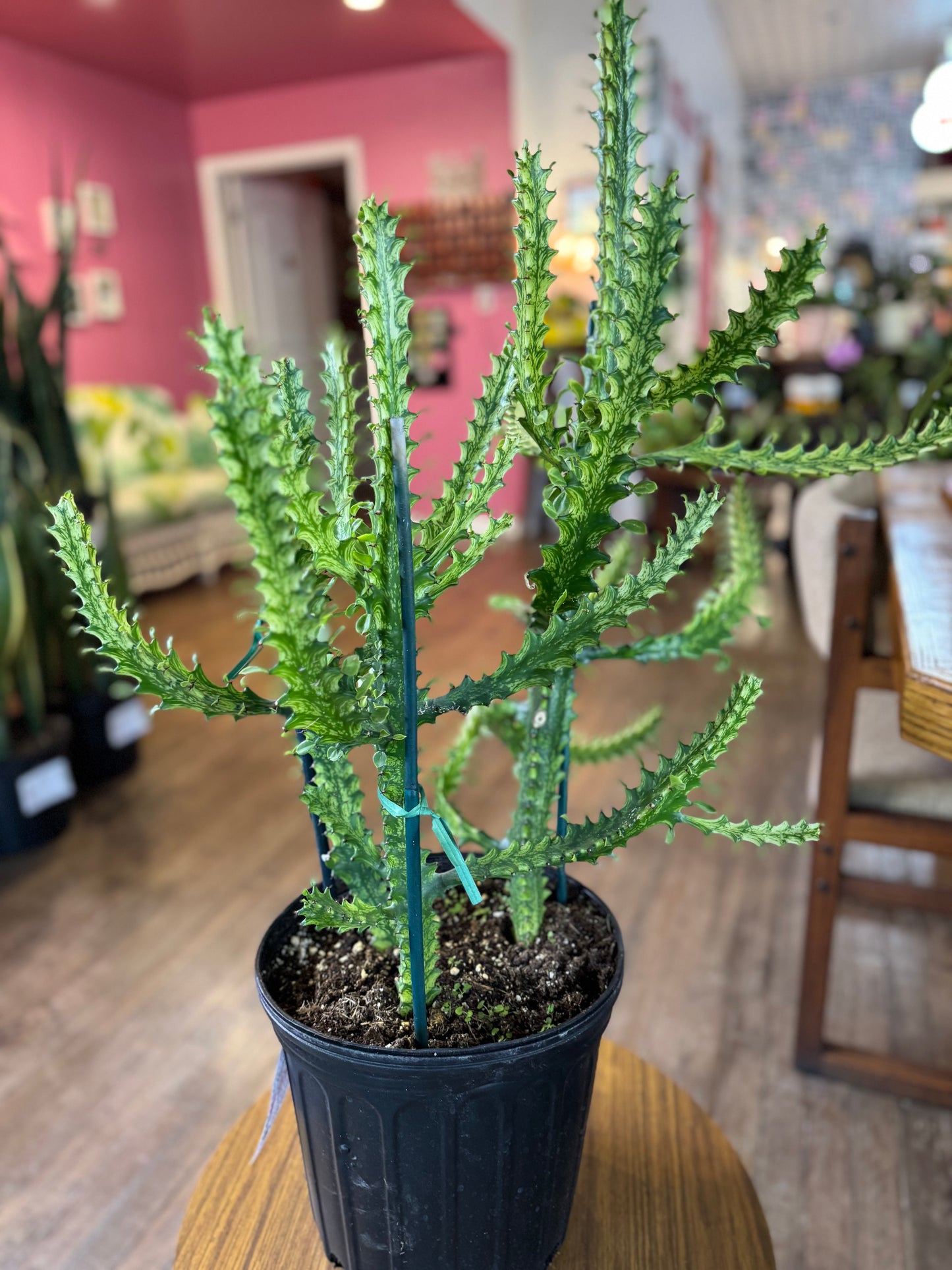 Euphorbia trigona variegated ‘mint creme’