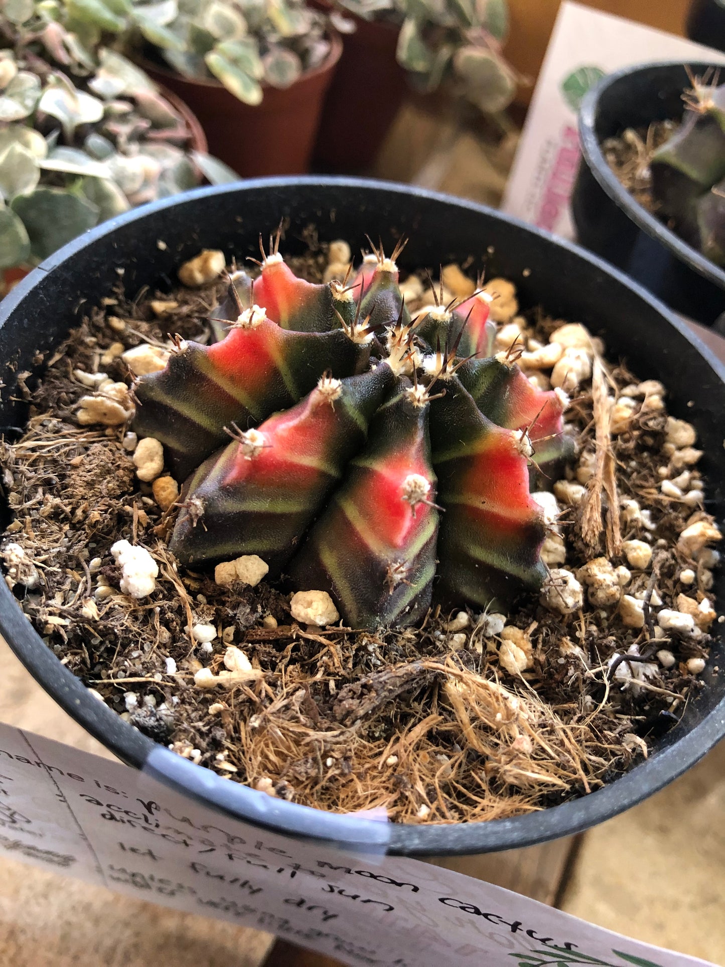 Purple moon cactus