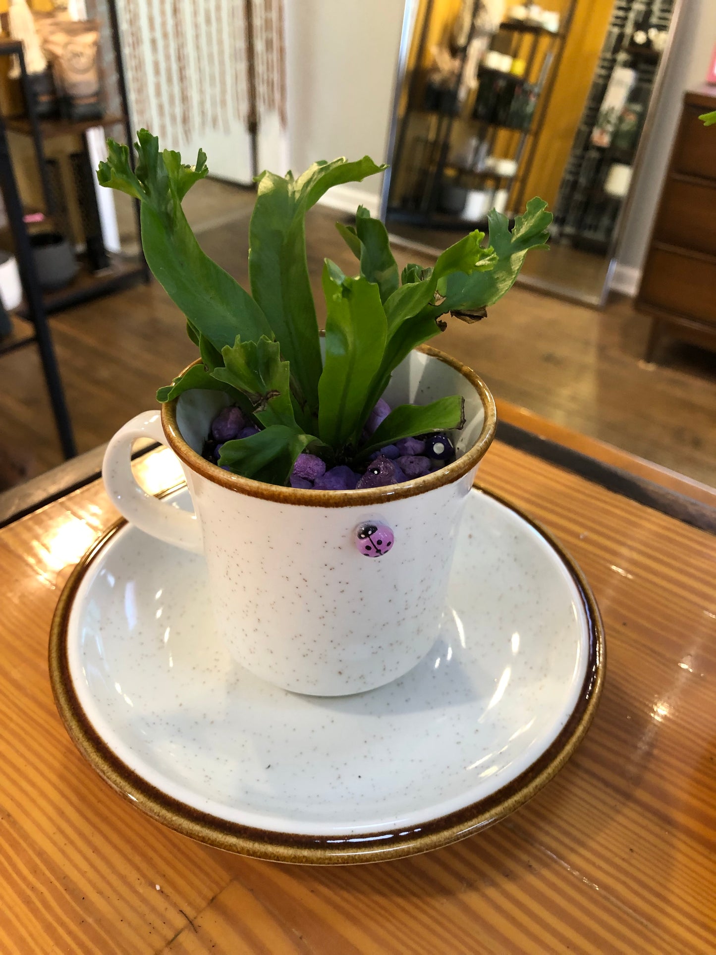 Tea Cup Planter