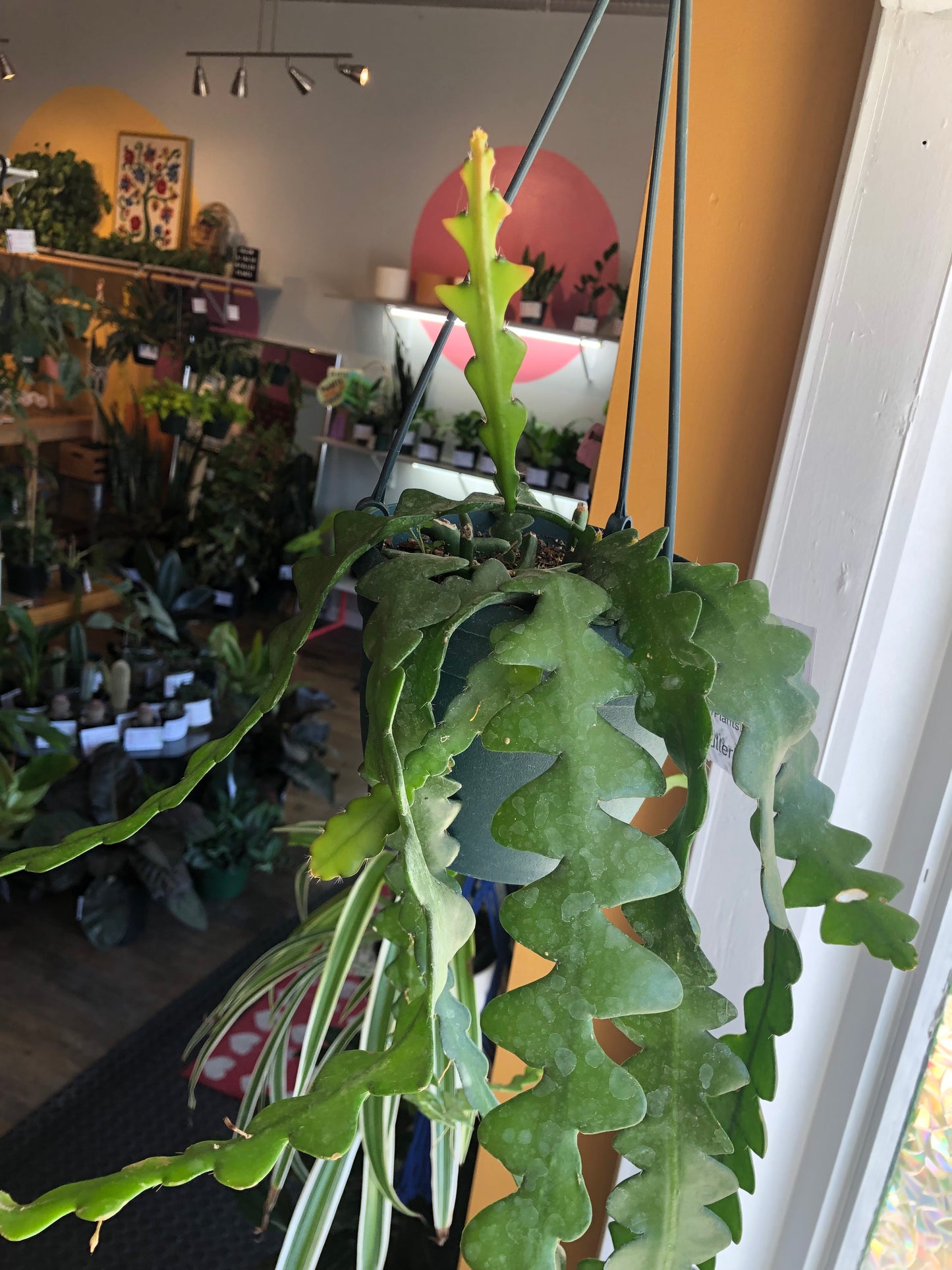 Fishbone cactus