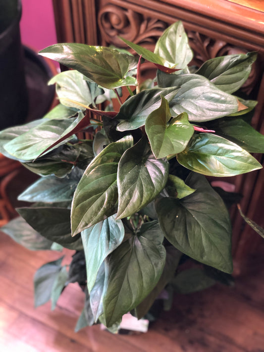 Syngonium “red arrow” on wood plank