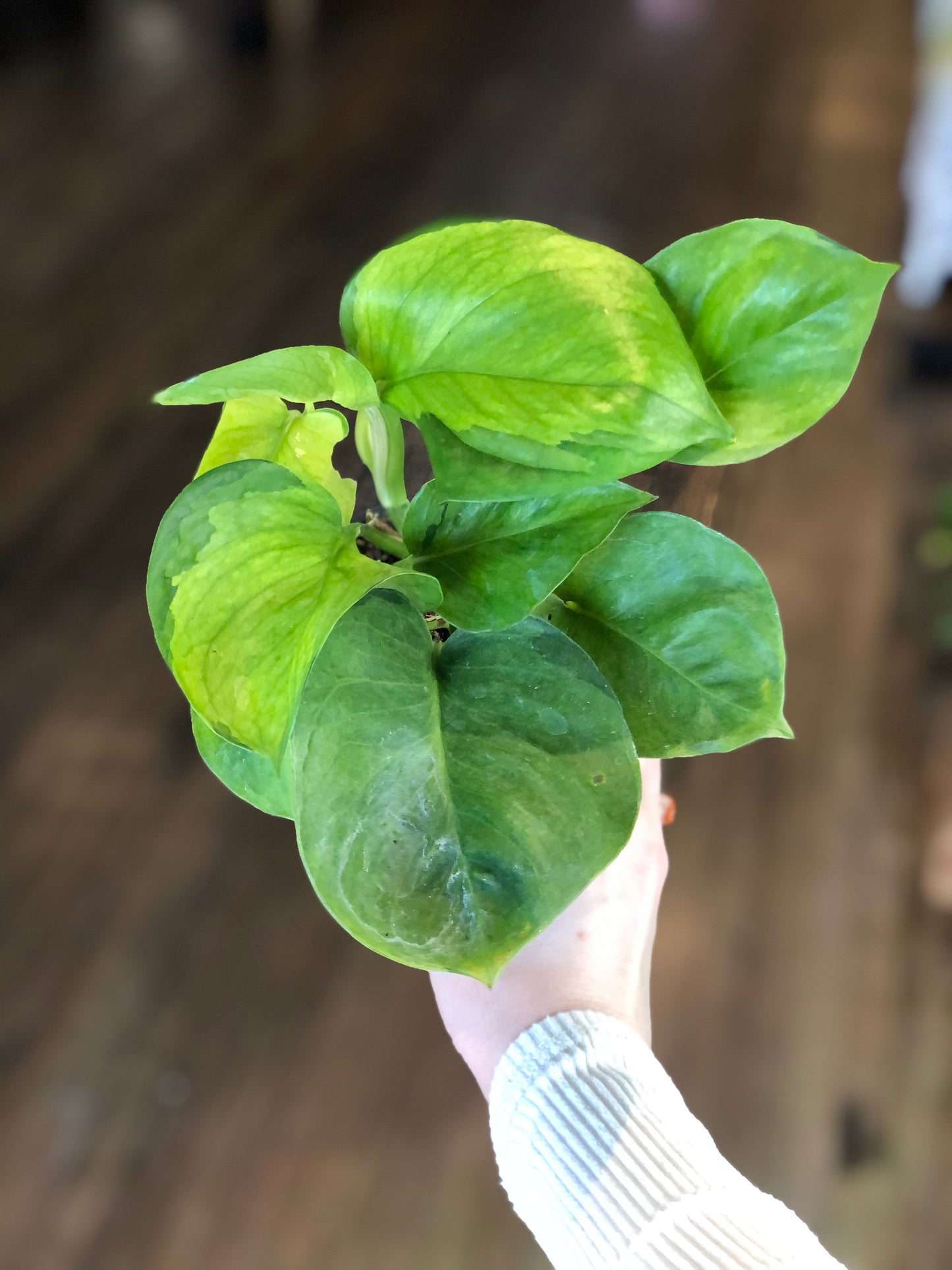 Guacamole pothos