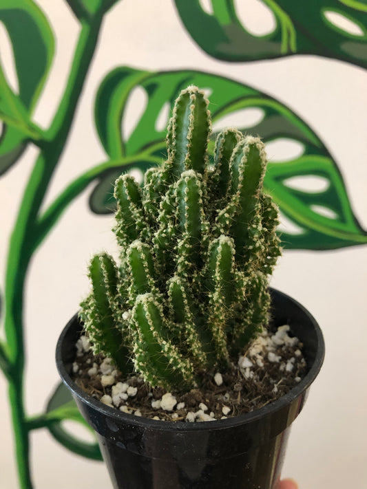 Fairy castle cactus