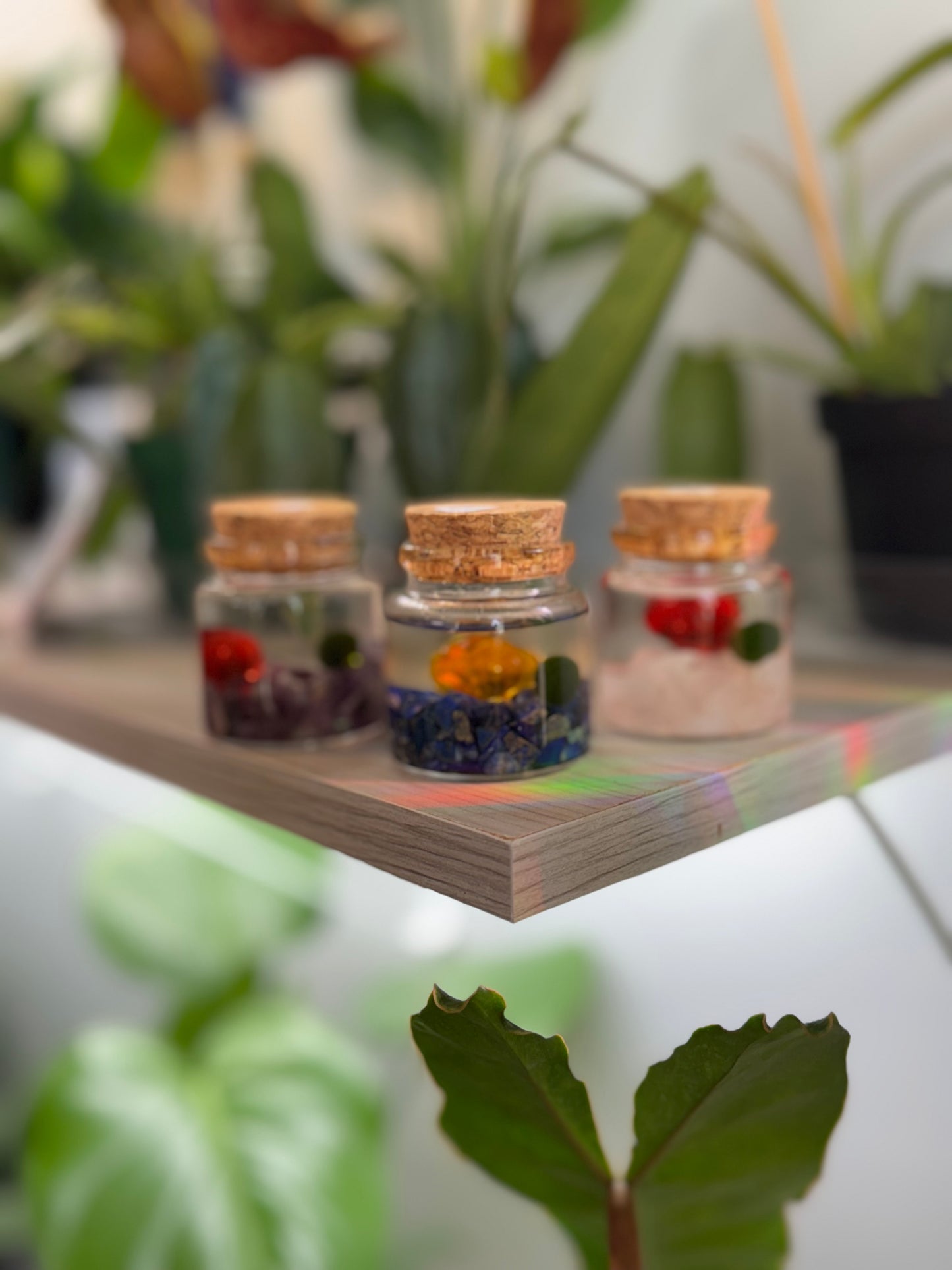 Moss ball ‘Rico’ (multiple options)