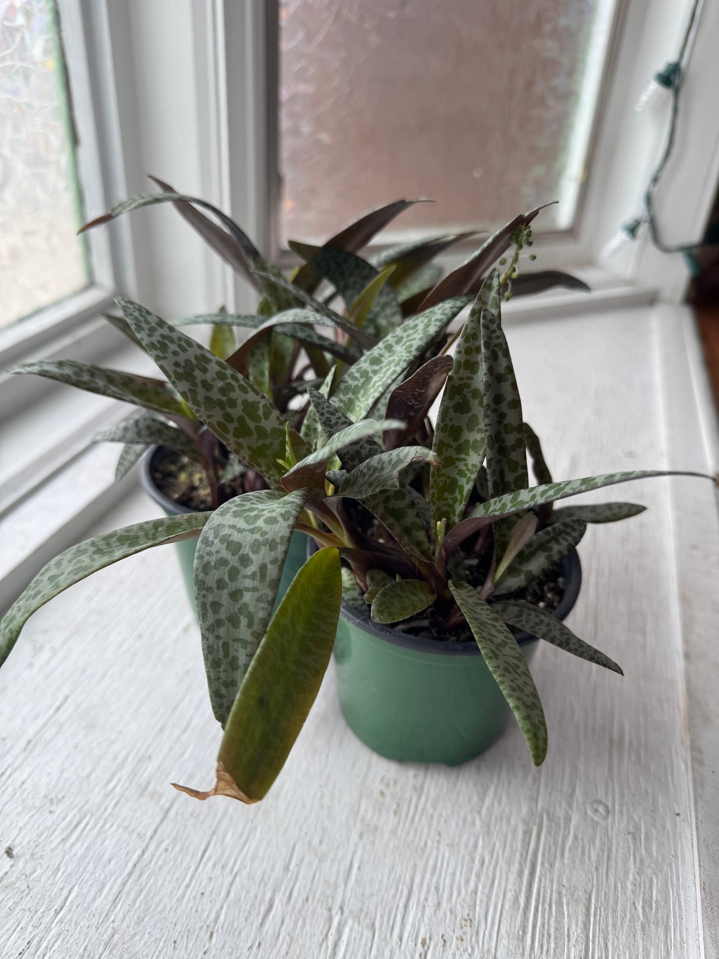 Silver squill (ledebouria socialis)