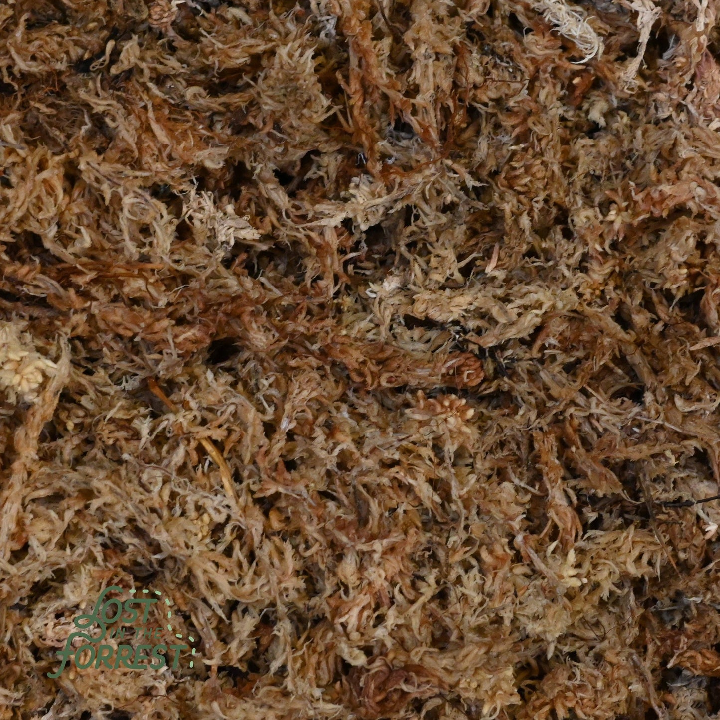 Sphagnum Moss