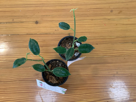 Hoya affinis