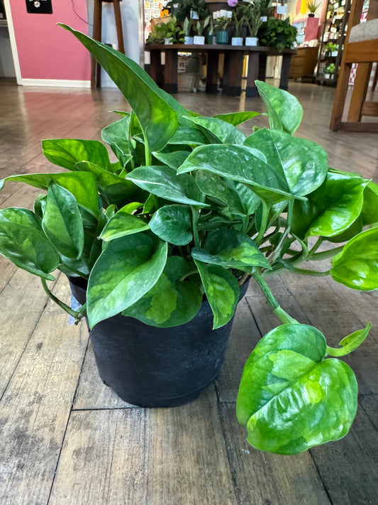 Global green pothos
