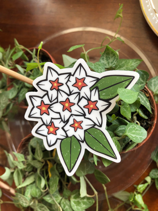 Hoya Bella sticker