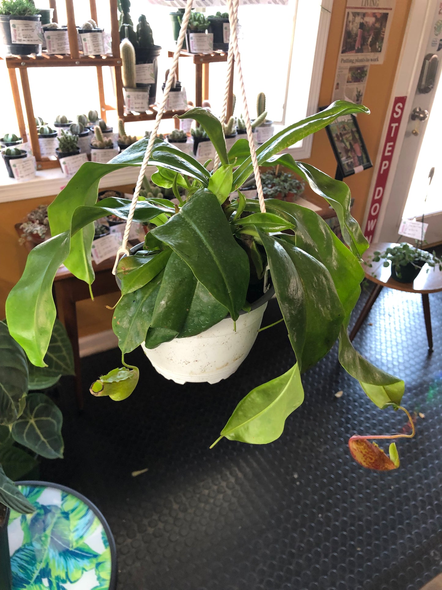 Nepenthes hanging pitcher plant
