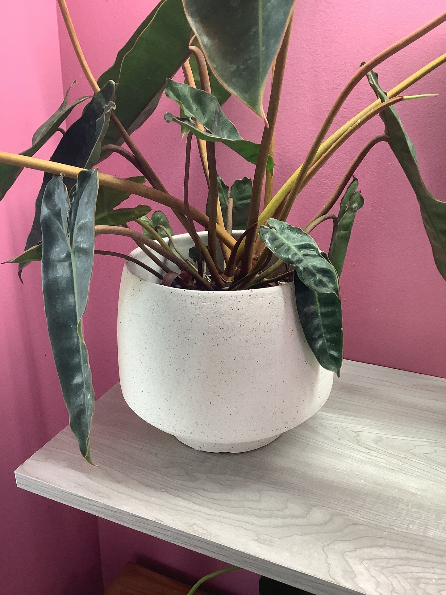 Tapered/textured cache pots