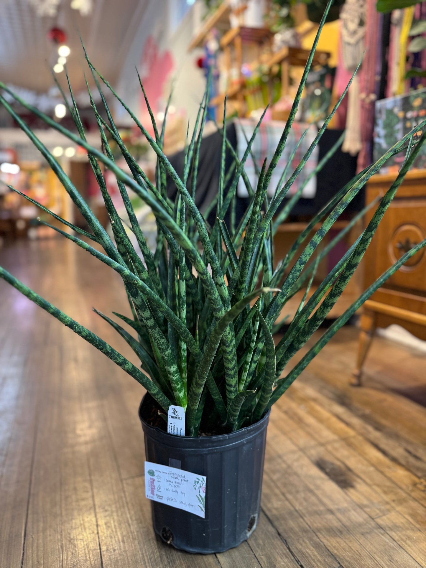 Fernwood snake plant