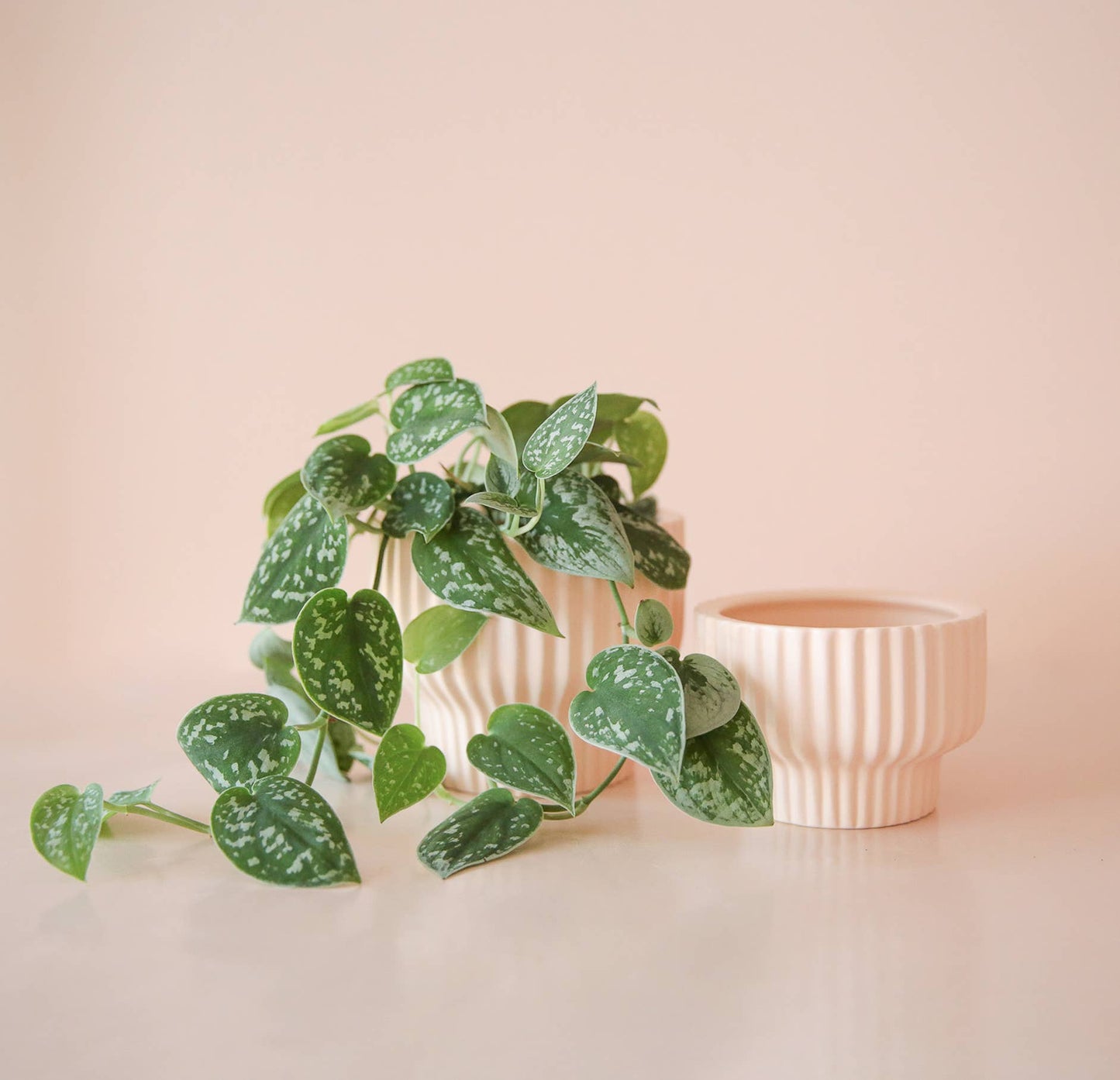 Presley Pedestal Planter | Ballerina / pink