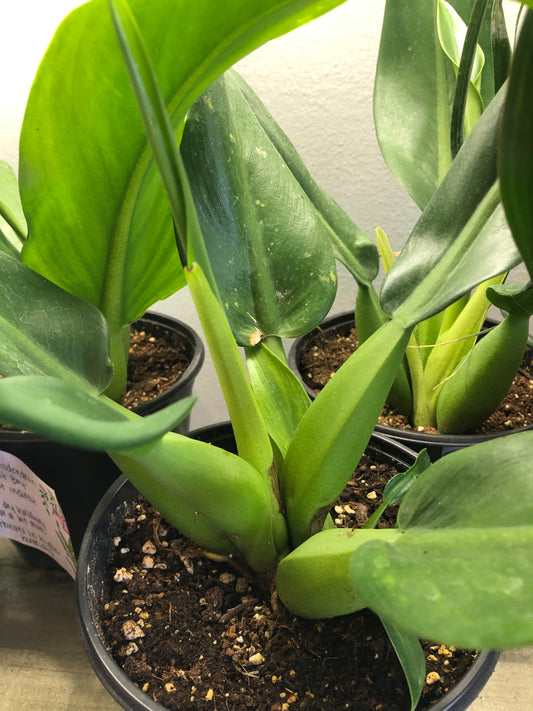 Philodendron ‘fat boy’