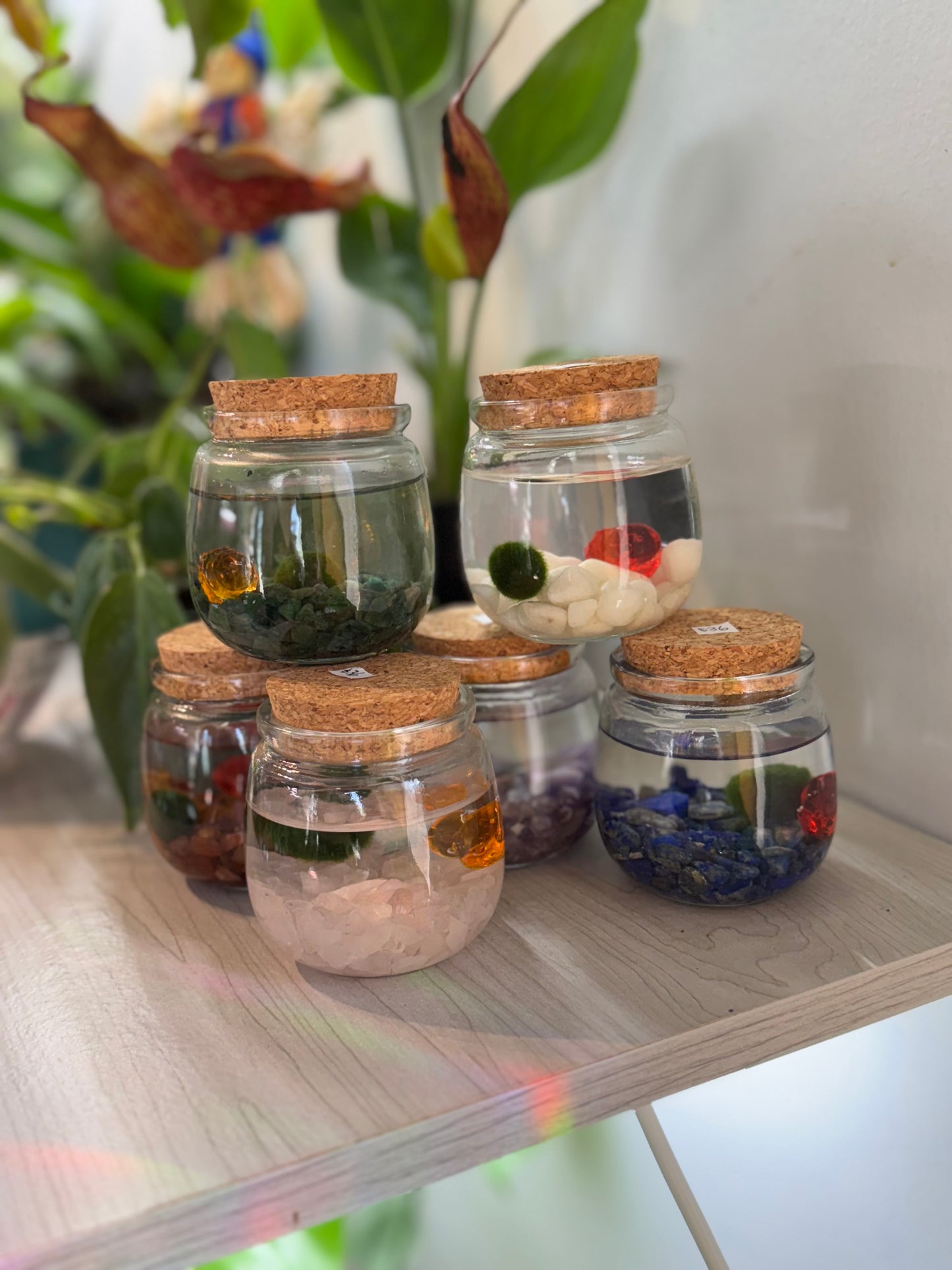 Moss ball ‘chico’