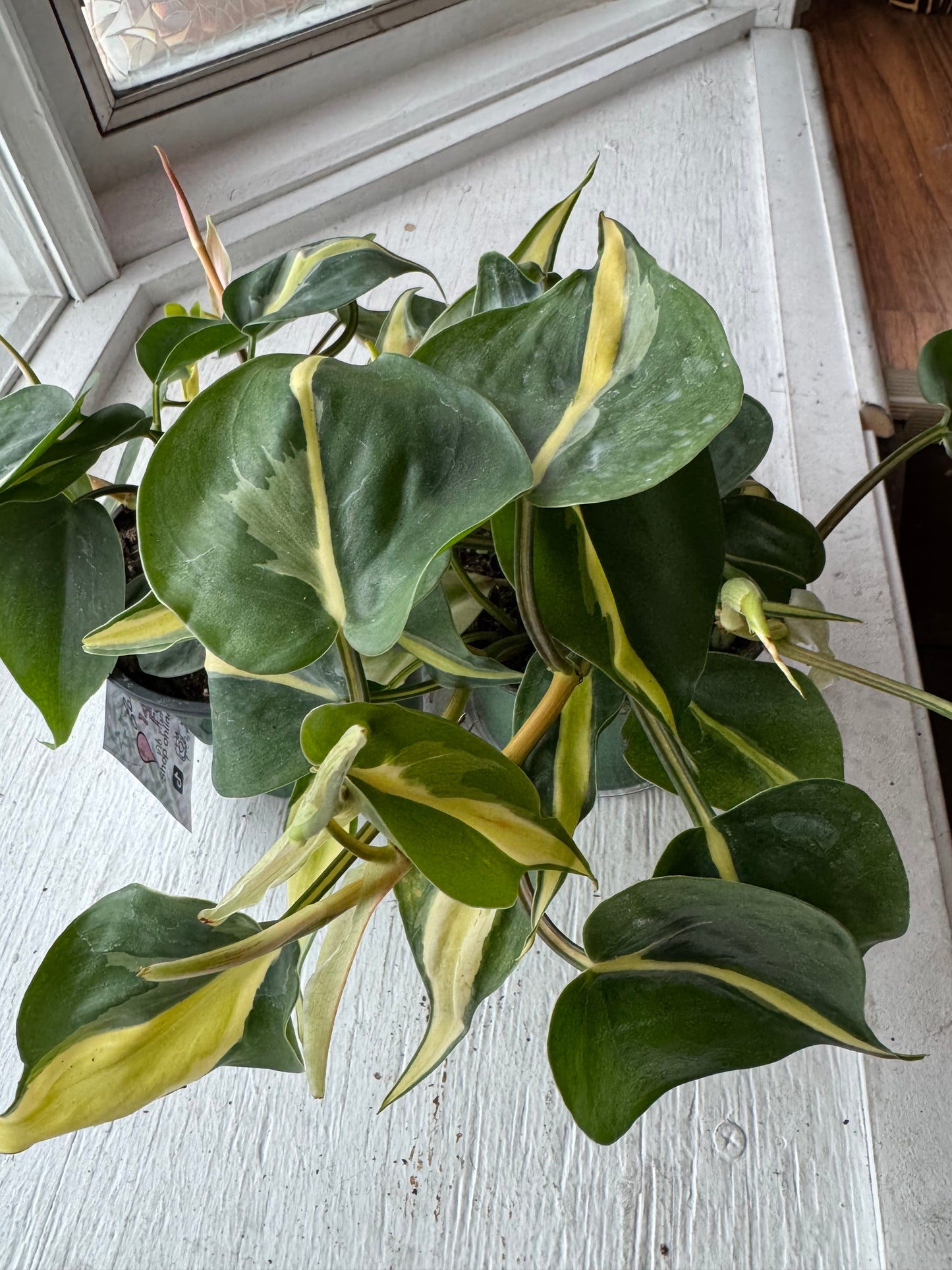 Silver stripe philodendron