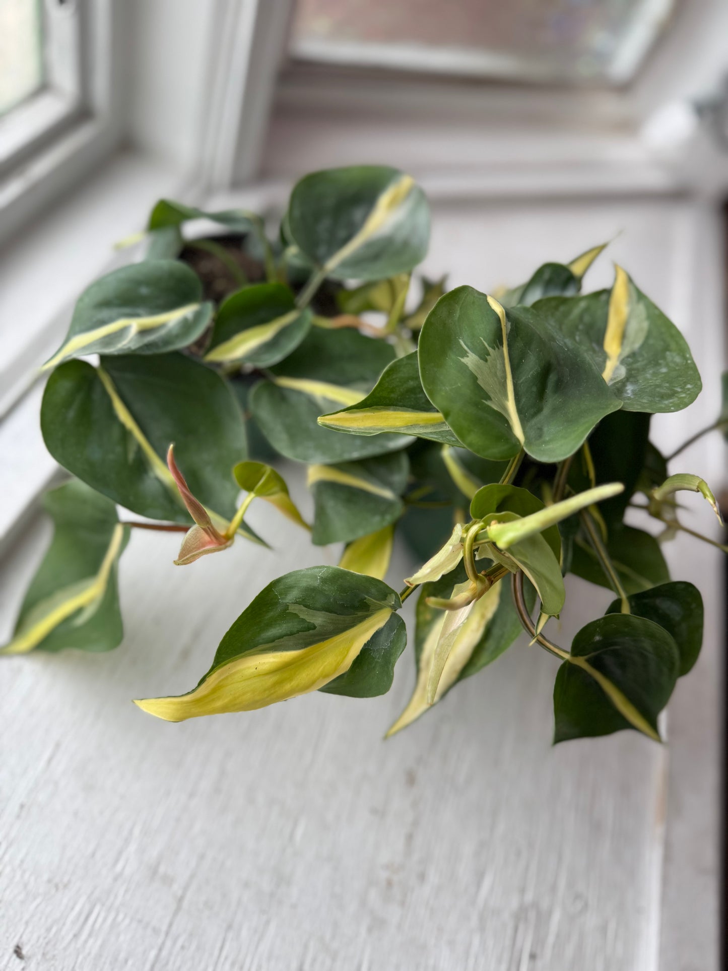 Silver stripe philodendron
