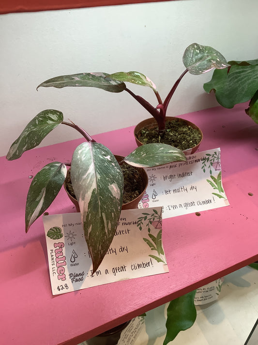 Pink princess philodendron